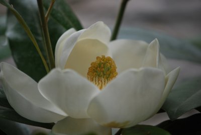 Magnolia grandiflora - šácholan velkokvětý (poupě) (3)